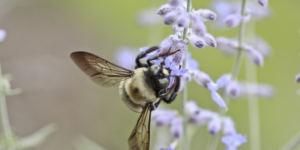 pollen allergies and the eyes